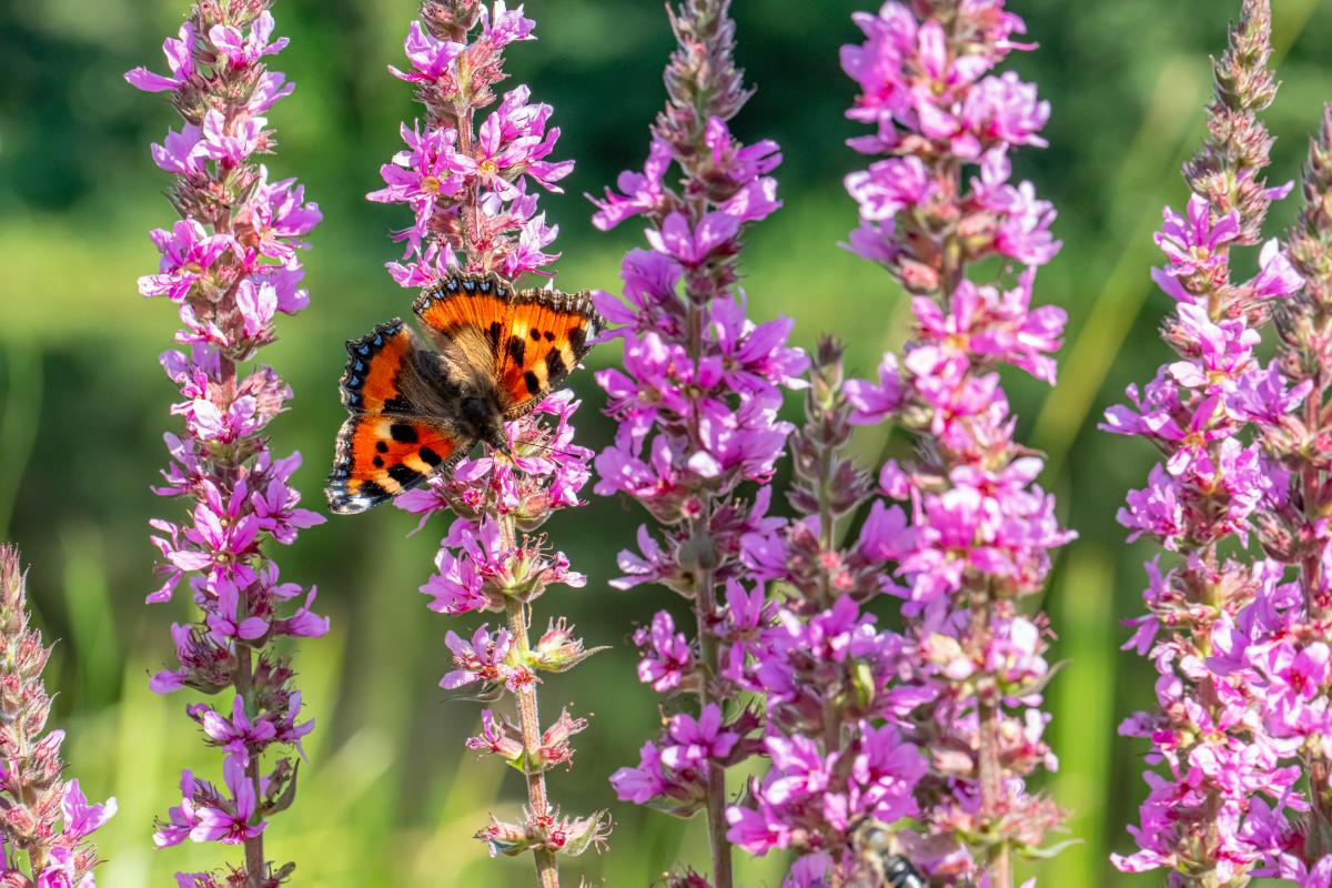 Milyen növényeket nem szabad az udvarra ültetni