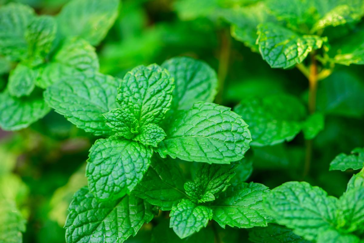 Milyen növényeket nem szabad ültetni az udvaron