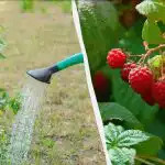 4 legjobb málnatrágya tavasszal: egy vödör bokronként a hatalmas termésért