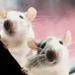 A patkányok egy terméktől félnek: egy egyszerű módja annak, hogy