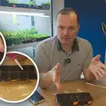 Az uborka a harmadik napon csírázik: bevált módszer a palántaneveléshez