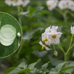 Egy tonna burgonya egy hektárról: egy okos ültetési módszerre derült