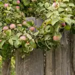 Hogyan növeljük az almatermést: a kertészek 8 olyan növényt neveztek