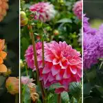 Mikor ültessünk dáliát Ukrajnában: időzítés és ideális fajták régiónként